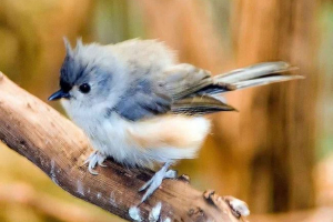 Cool tit - mały ptak z oryginalną fryzurą Cool tit - mały ptak z oryginalną fryzurą